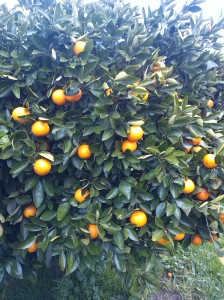 apelsinbuske1
